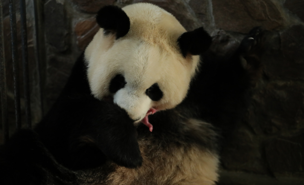 17 годишната панда Фу Ва от изследователската база Ченду на развъждане