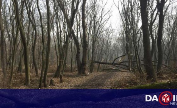 Читатели на DarikNews са сигнализирали за безразборна сеч в Западен