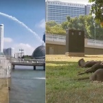 Заради липсата на тълпи, видрите в Сингапур излязоха на разходка (Видео)