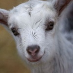 Испанци извеждат на разходка кози и птичета, за да излязат  