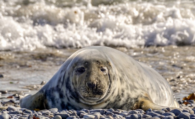 Липсата на лед застрашава тюлените в Балтийско море