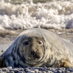 Леопардовите тюлени „пеят“ мелодии, подобни на детски песнички