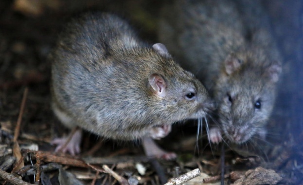 В апогея на нейното величие Източноримската империя е ударена от