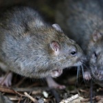 Бактерията, ударила Византия