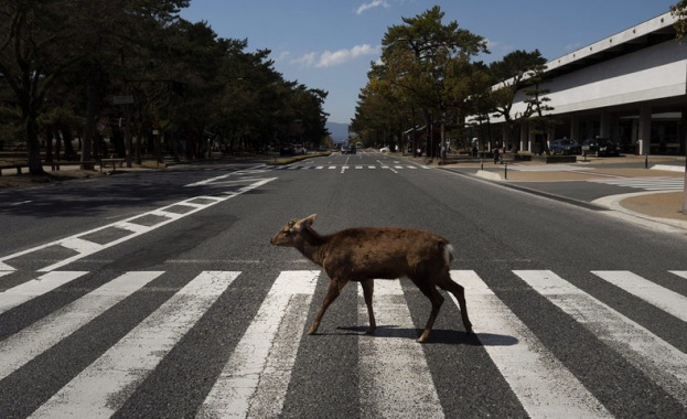 Изолацията на хората тласка животните към градовете