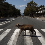 Изолацията на хората тласка животните към градовете