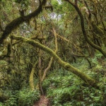 Около 30% от дървесните видове в света са застрашени от изчезване 