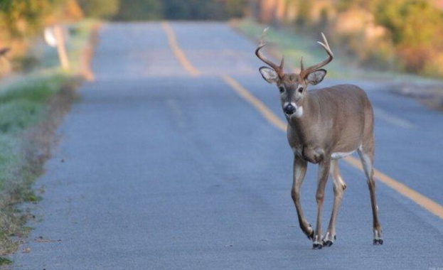 Според експерти животните са влезли в града защото вече няма