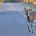 Елени се разхождат из пустите улици на лондонски квартал 