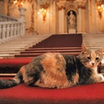 Котките на Ермитажа могат да се видят онлайн