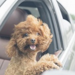 На 19 август се отбелязва Деня на бездомните живтони 