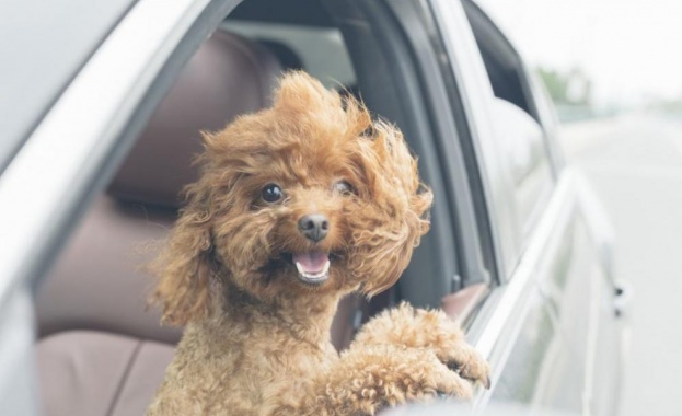 Отбелязваме Международния ден на бездомните животни информира БТА По инициатива