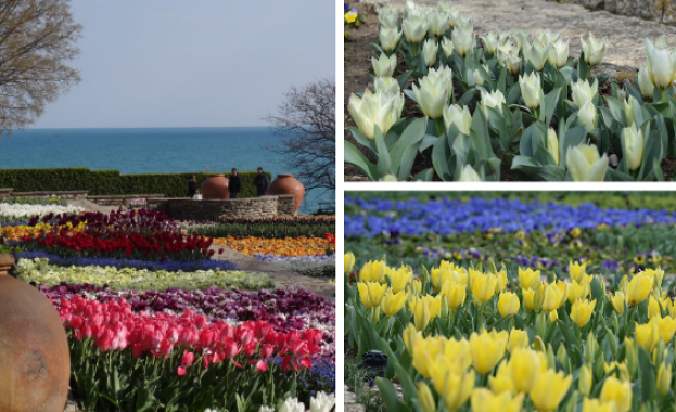 Пъстроцветни килими изпъстриха Ботаническата градина в Балчик И тази година