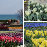 50 000 лалета изпъстриха Ботаническата градина в Балчик /СНИМКИ/