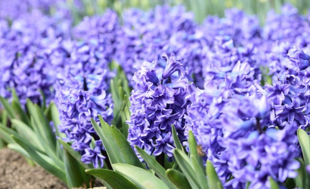 Ако е вярно че природата говори цветята са най милите ѝ думи Антонио