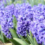 ...природата говори...