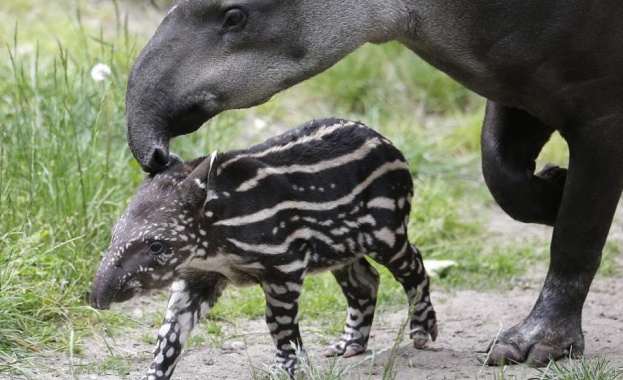 Природозащитниците в Бразилия пуснаха кадри на бебе южноамерикански тапир -