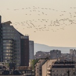 Над 1000 розови пеликана мигрираха над Бургас 