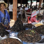 Насекомите са храната на бъдещето