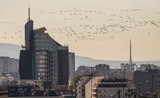 Над 1000 розови пеликана мигрираха над Бургас и Атанасовско езеро