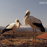 Камера следи гнезденето на двойка щъркели
