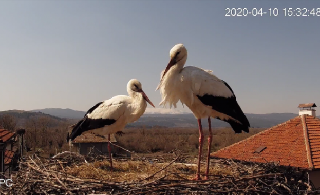 ЧЕЗ Разпределение България обезопаси 355 щъркелови гнезда за последния разрешителен