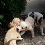 Куче под юргана в леглото е полезно за нашето здраве 