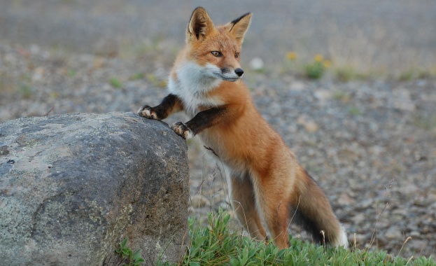 МЗХ апелира ловците за съдействие при есенната ваксинация на лисиците срещу бяс 