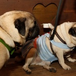 Куче даде положителна проба за коронавирус в САЩ 