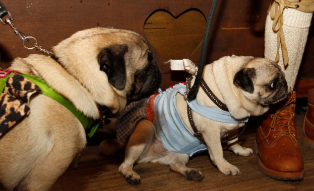 Куче от породата мопс в американския щат Северна Каролина даде