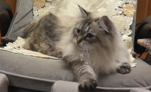 Сибирският котарак Мир който президентът на Русия Владимир Путин подари