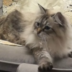 Котарак, подарен от Путин на японски губернатор, е под карантина 