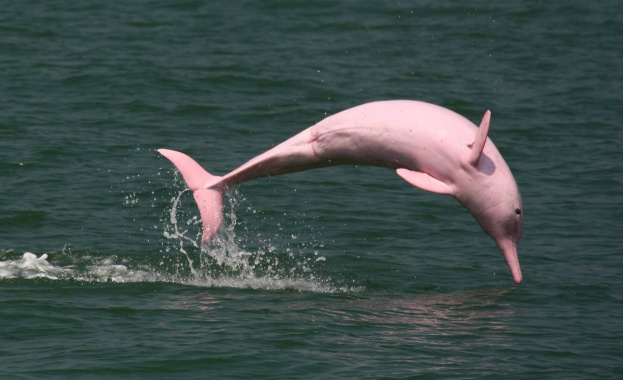 Редки розови делфини се появиха край бреговете на Тайланд
