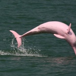 Редки розови делфини се появиха край бреговете на Тайланд