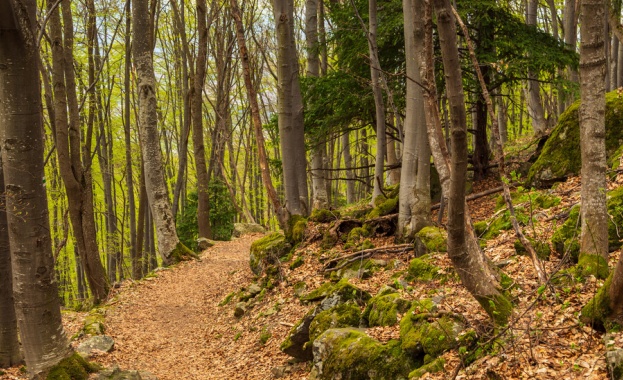 България е лидер по защитата на вековни гори в Европа