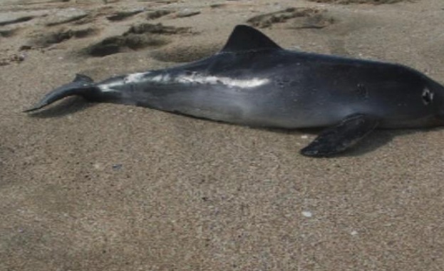 Два трупа на делфини са намерени на плажове на север