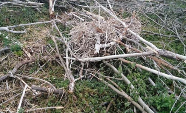 Българското дружество за защита на птиците сигнализира за унищожаване на