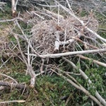 Унищожени са 150 гнезда на голям корморан край Дуранкулашкото езеро 