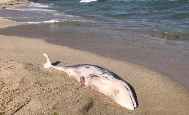 Два нови трупа на делфини изхрърли морето край Варна Това