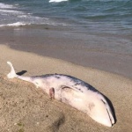 Трупове на делфини изхърли морето край Варна