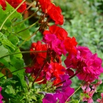 Две стайни растения, които предпазват от вируси 