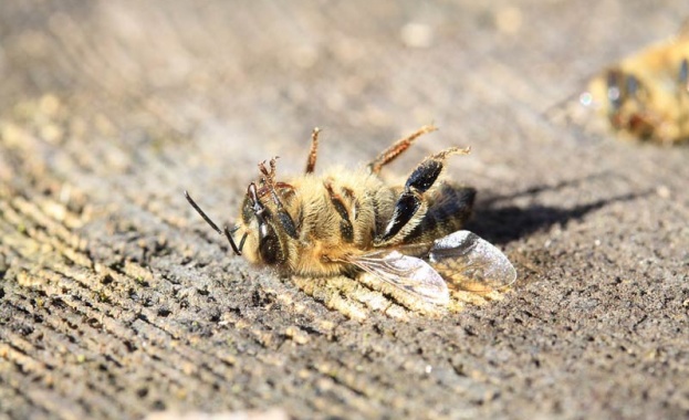 На фона на глобалните предупреждения за изчезването на пчелите и