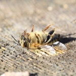  Пчеларите ще бъдат обезщетени с 3 млн. лв. заради унищожените от сушата пчелни семейства 