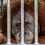 Унищожаването на местообитанията на животните води до по-смъртоносни пандемии