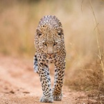 Леопарди и чакали се разхождат свободно в парк в Исламабад