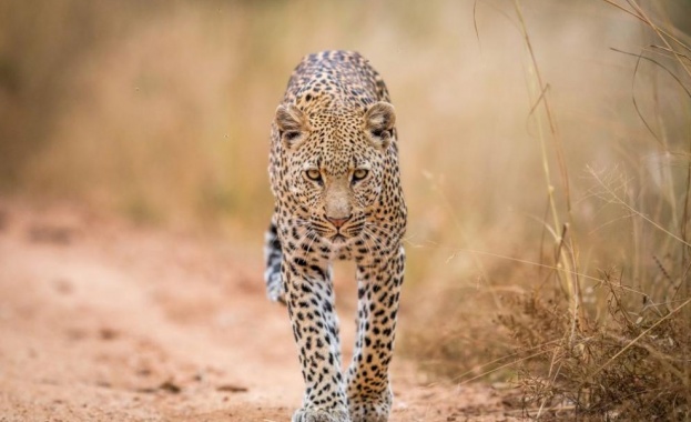 Леопарди чакали и други диви животни обитаващи гористите хълмове край