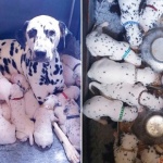 Далматинка роди 18 кученца 