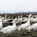 Канадски гъски „аплодират“ бурно с крякане Джо Байдън