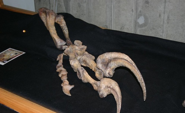 Палеонтолози от аржентинския Природонаучен музей обявиха че са открили останки
