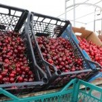 Тонове череши може да останат по дърветата в Кюстендилско, няма берачи 